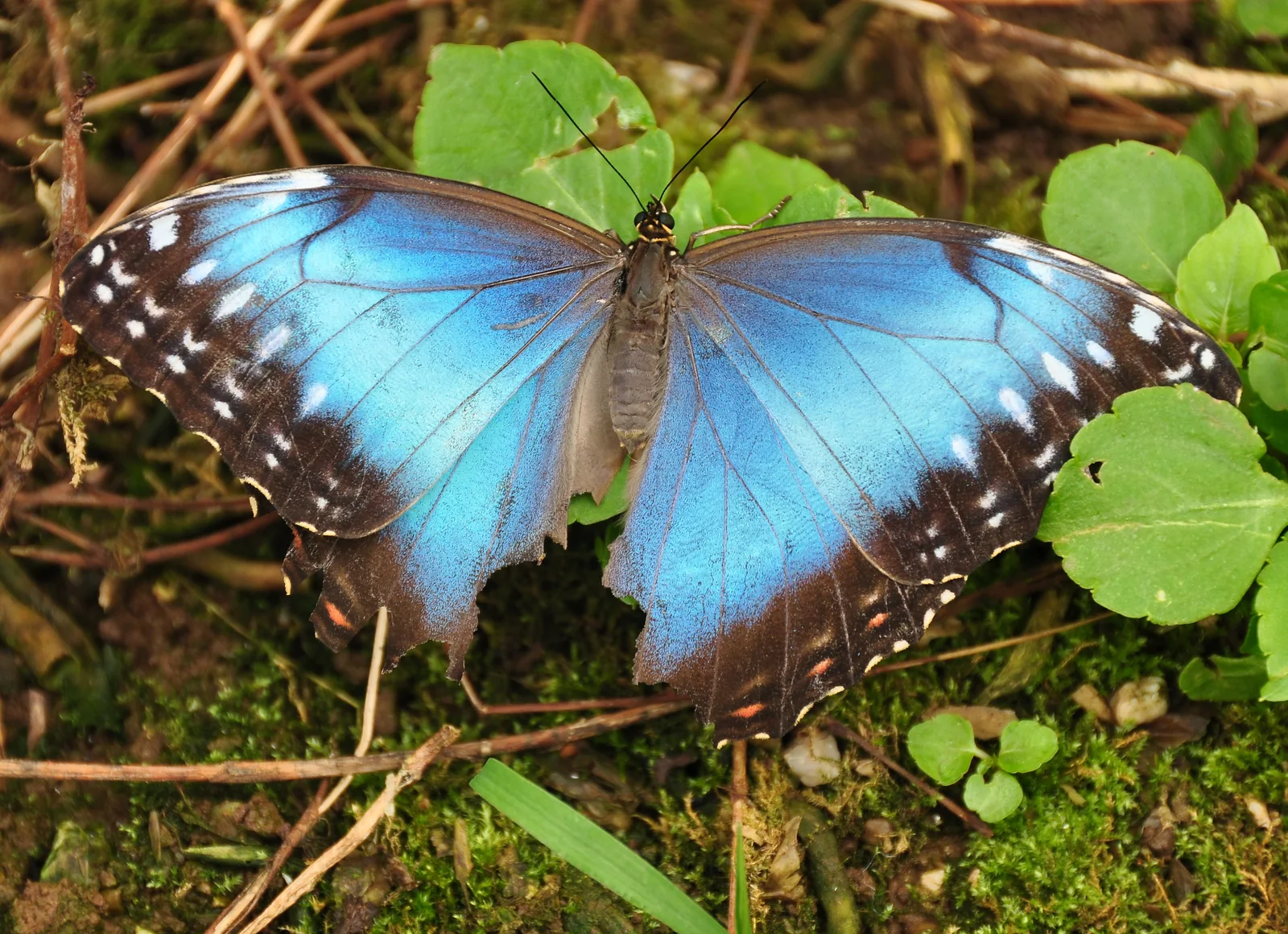 Buckfast Butterflies and Dartmoor Otter Sanctuary